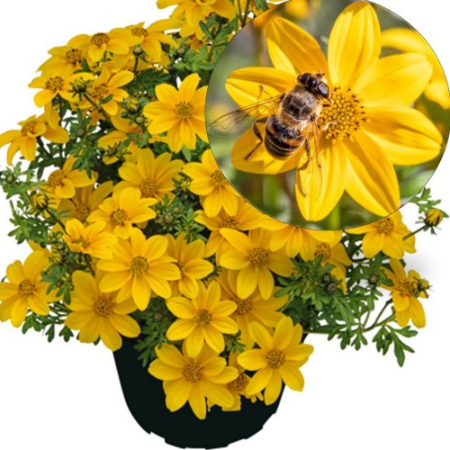 Bidens 'Sweetie' - Ruse 'Sweetie' P9/0,55L